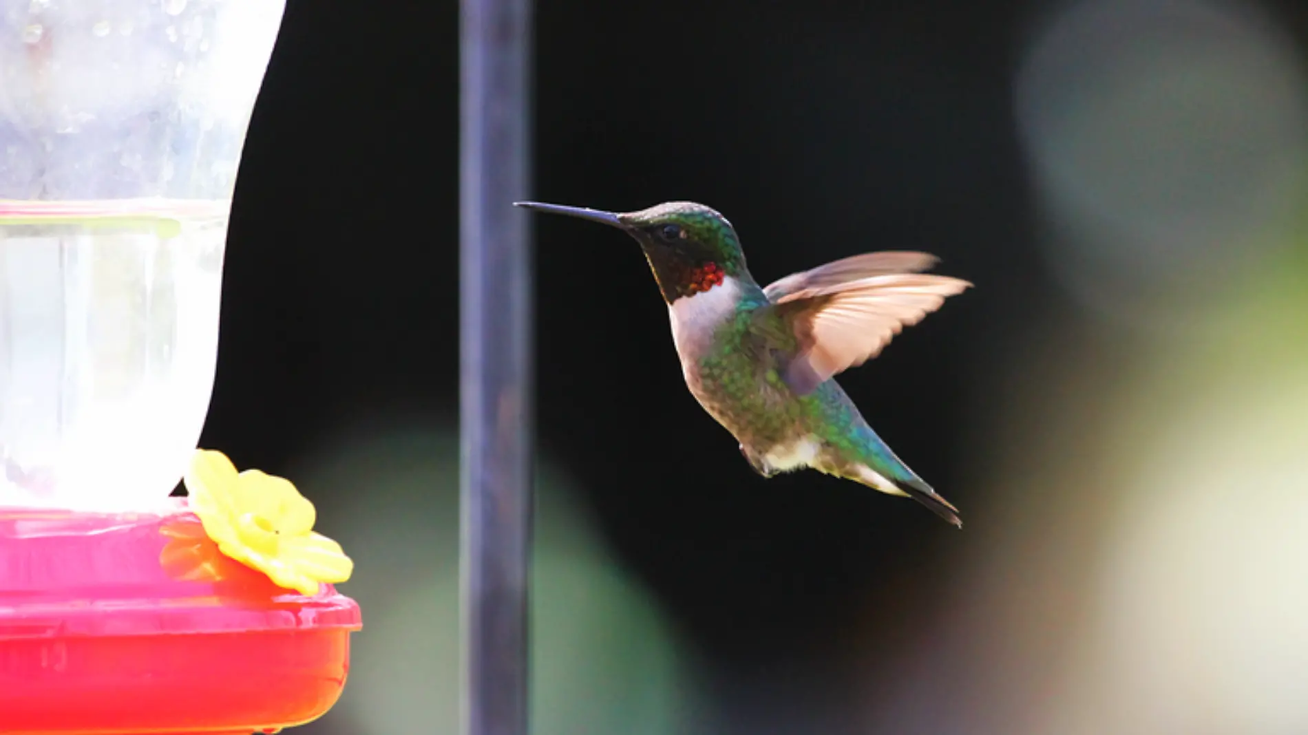 Bebederos para colibríes